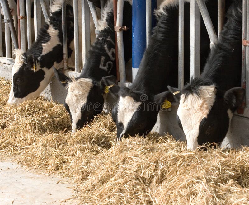 Dairy cows in a farm. Dairy cows in a farm