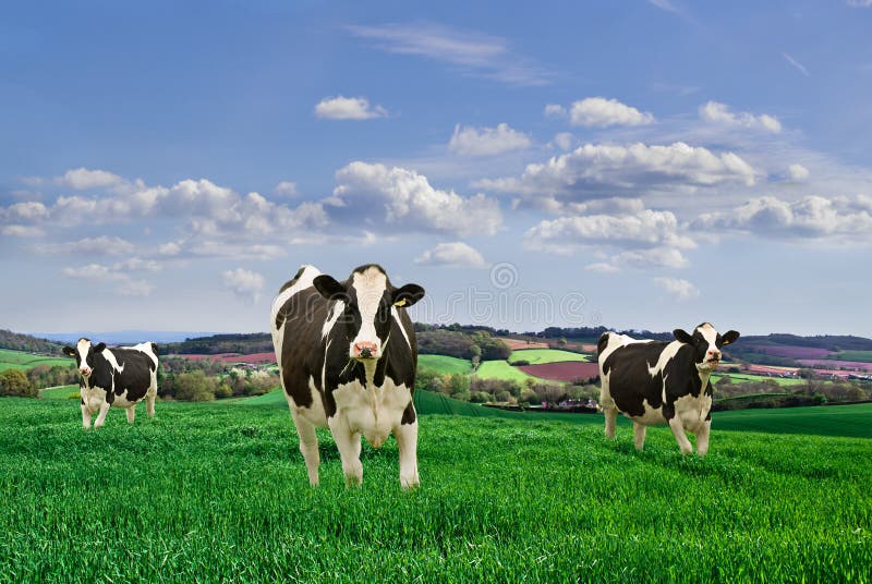 Friesian Dairy Cows in a rural setting. Friesian Dairy Cows in a rural setting.