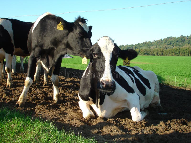 Shot of two of Vermont's finest dairy cows!. Shot of two of Vermont's finest dairy cows!