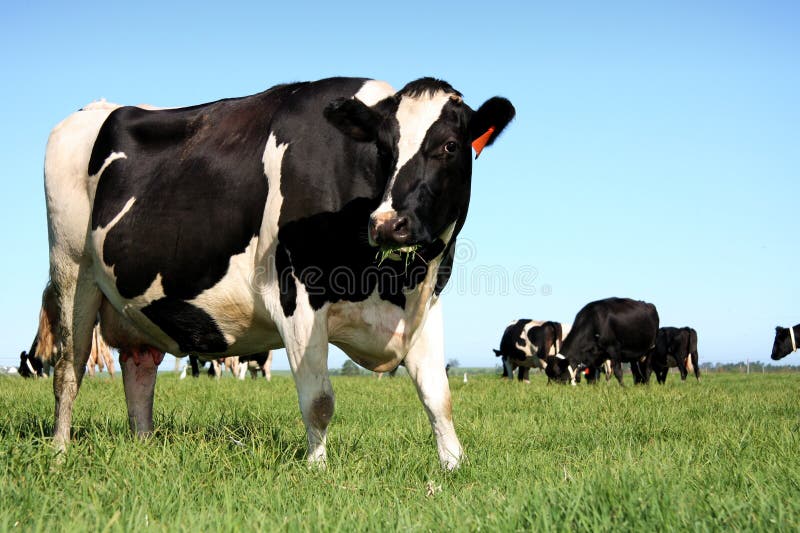 Black and white dairy cows in green pasture. Black and white dairy cows in green pasture
