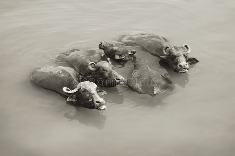 Vaches le Gange - à Varanasi, Inde photographie stock libre de droits Vaches le Gange - à Varanasi, Inde photographie stock libre de droits