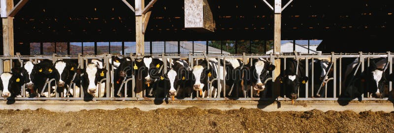These are a large row of cows eating breakfast at a dairy farm. They are eating from their stalls in their barn. These are a large row of cows eating breakfast at a dairy farm. They are eating from their stalls in their barn.