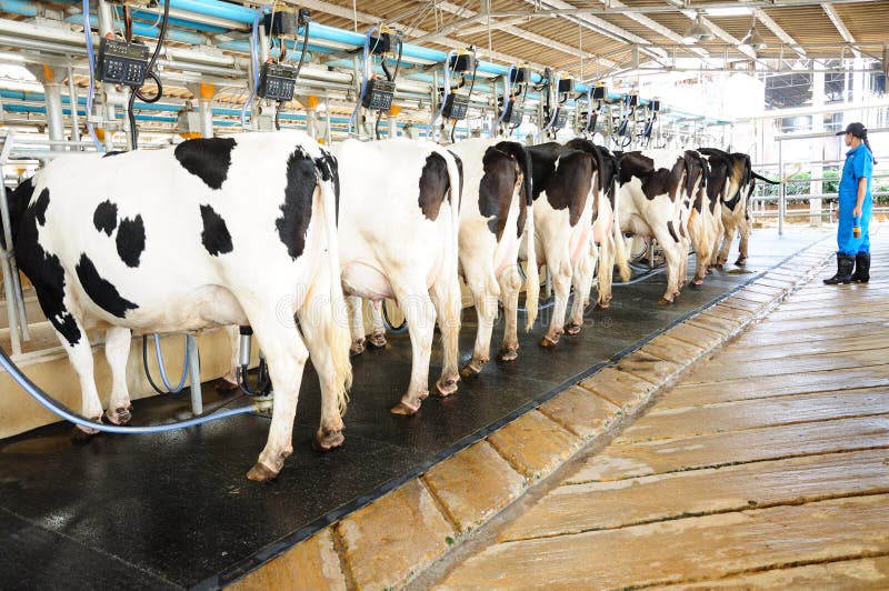 Modern cows farming, milk production industry with worker. Modern cows farming, milk production industry with worker