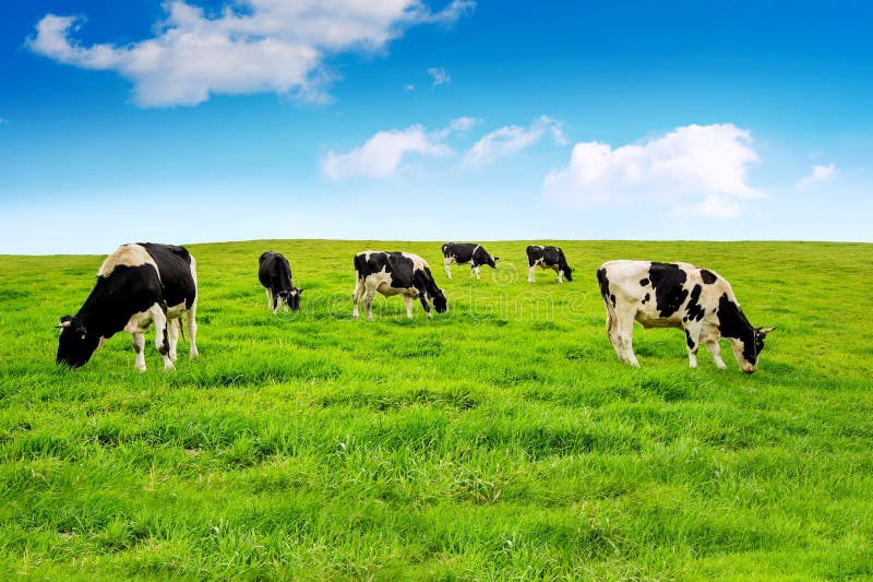 Cows on a green field. Cows on a green field.