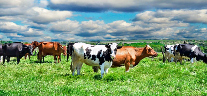 Cows on a pasture on a background cloudy sky. Cows on a pasture on a background cloudy sky