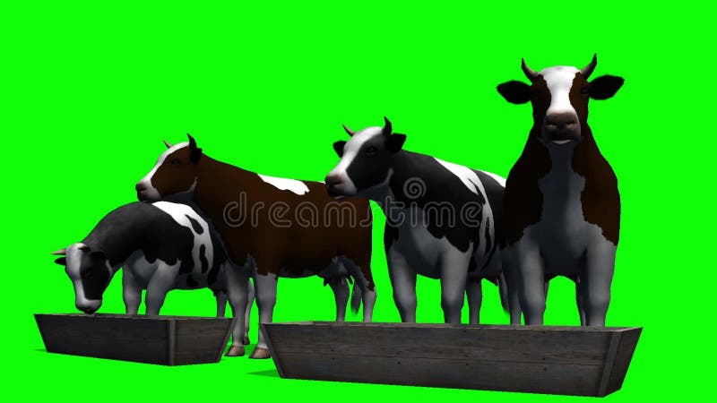 Vaches à la cuvette de l'eau - écran vert