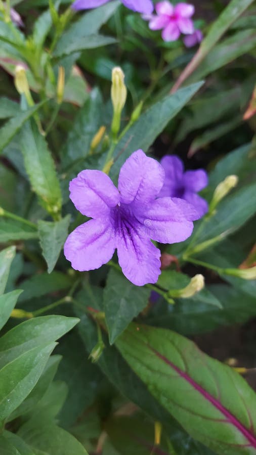 Vacker blomma, lila färgstark färg, bäst fotografi hd arkivbild