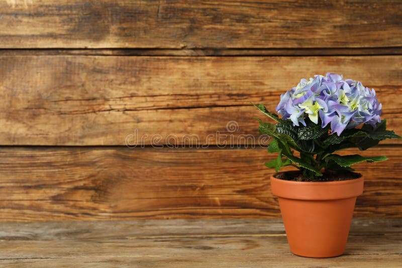 Vacker blommande vattenblomma i potten på träbord för text arkivfoton