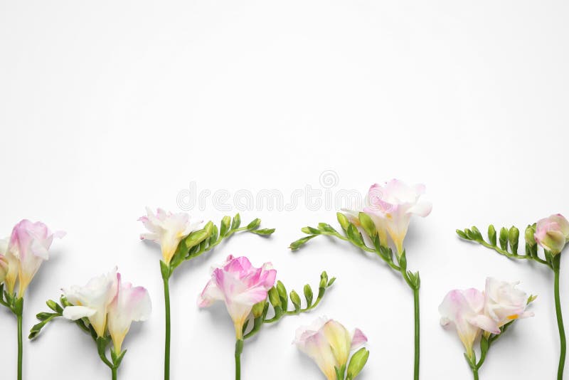 Vacker blomning, rosa freesier på plan botten. utrymme för text royaltyfri fotografi