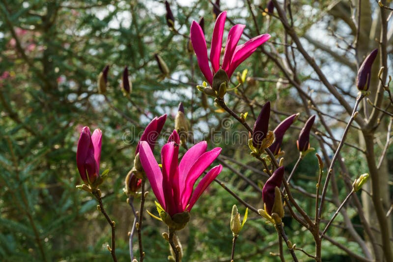 Vacker blomningsmagnolia susan magnolia lililiflora x magnolia stellata med stora rosa blommor och knoppar royaltyfria foton