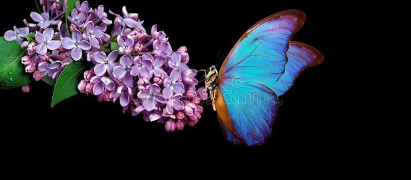 Vacker blå morfobutterfluga på en blomma på svart bakgrund Blomkål i vattenfall isolerade på svart lilak och smör arkivfoto