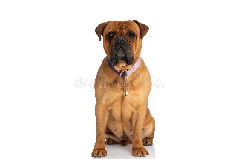 Beautiful brown bullmastiff dog with collar sitting in front of white background in studio. Beautiful brown bullmastiff dog with collar sitting in front of white background in studio