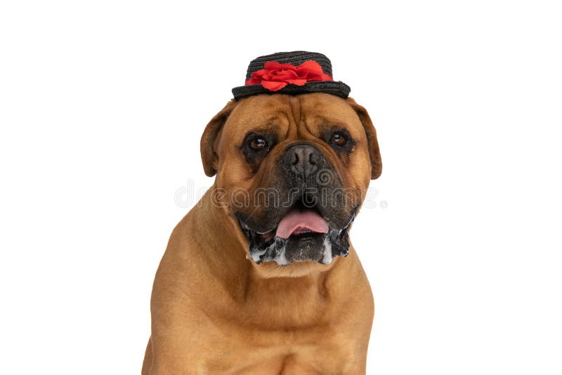 Beautiful brown bullmastif dog with hat sticking out tongue, panting and drooling on white background in studio. Beautiful brown bullmastif dog with hat sticking out tongue, panting and drooling on white background in studio