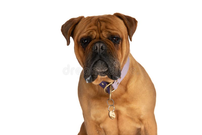 Beautiful brown bullmastiff wearing collar, drooling and sitting on white background in studio. Beautiful brown bullmastiff wearing collar, drooling and sitting on white background in studio