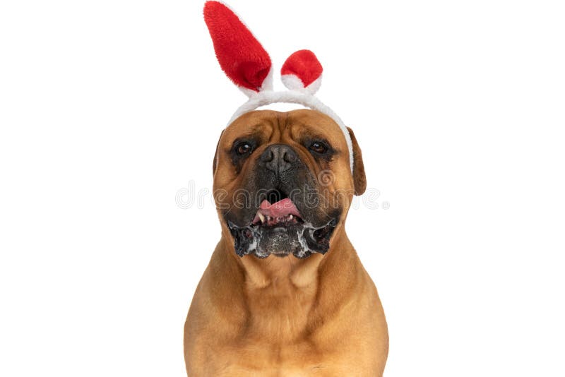 Beautiful brown bullmastiff puppy with red bunny ears headband drooling and panting while sitting on white background in studio. Beautiful brown bullmastiff puppy with red bunny ears headband drooling and panting while sitting on white background in studio