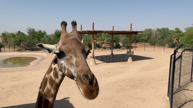 Vacker giraff med lång nacke nära giraffhuvudet i zoo. giraffutfodring lager videofilmer