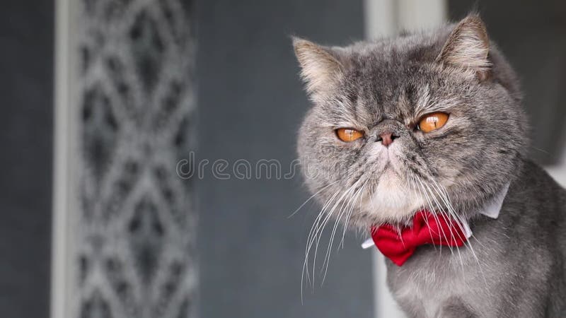 Vacker grå katt med slips. Katt med fjäril på halsen.