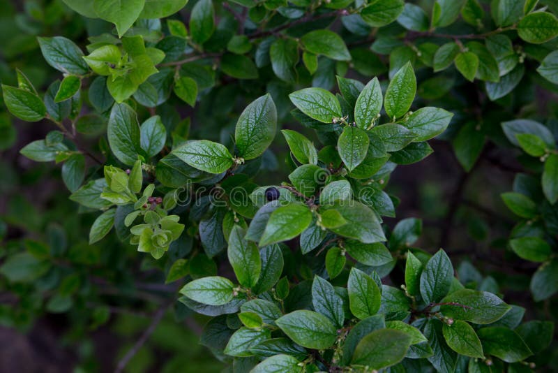 Vacker grön bakgrund. Unga färska blad shrubbningar, svart bär. nära bild av naturens copyspace arkivbild