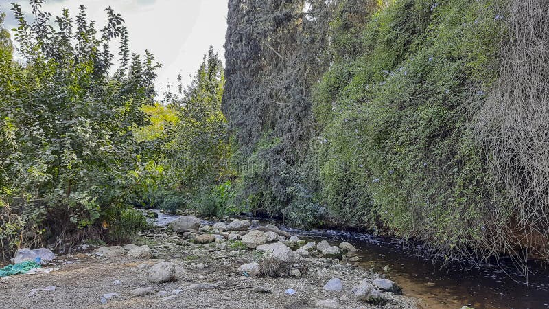 Vacker grön skog i jerJerusalem. Wadi sorek i grön skog i jerJerusalem