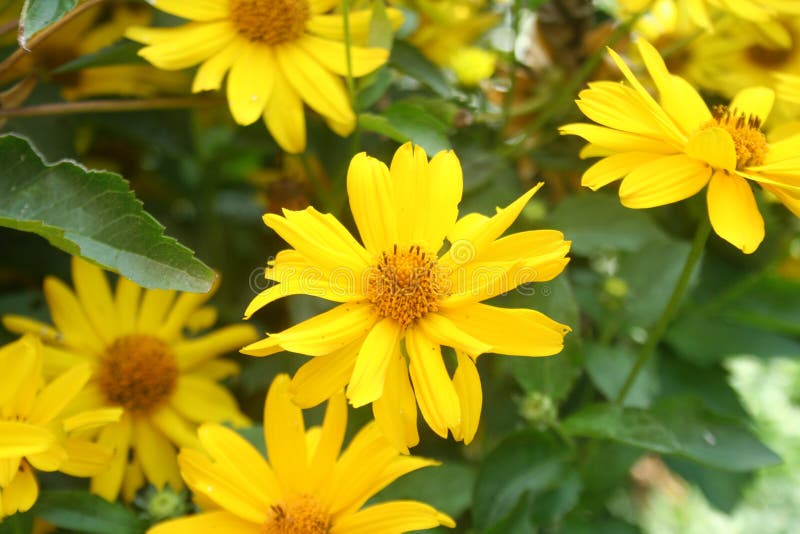 Vacker gul blomma på oskarp bakgrund arkivfoto