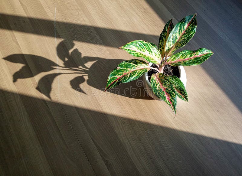 Vacker inomhusanläggning med unik blomma arkivfoton
