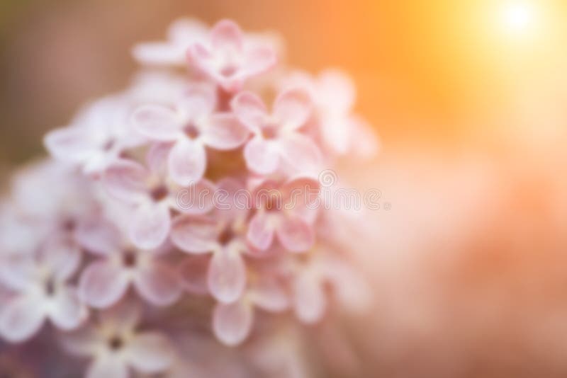 Vacker lilac bloom naturens bakgrund Makrofoto av blommor suddig bild royaltyfria bilder