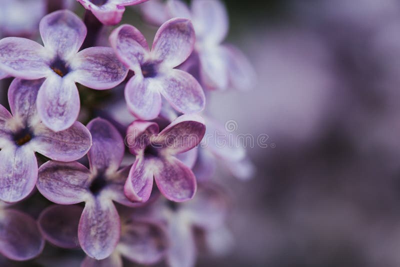 Vacker lilac bloom naturens bakgrund Makrofotografi av blommor royaltyfri foto