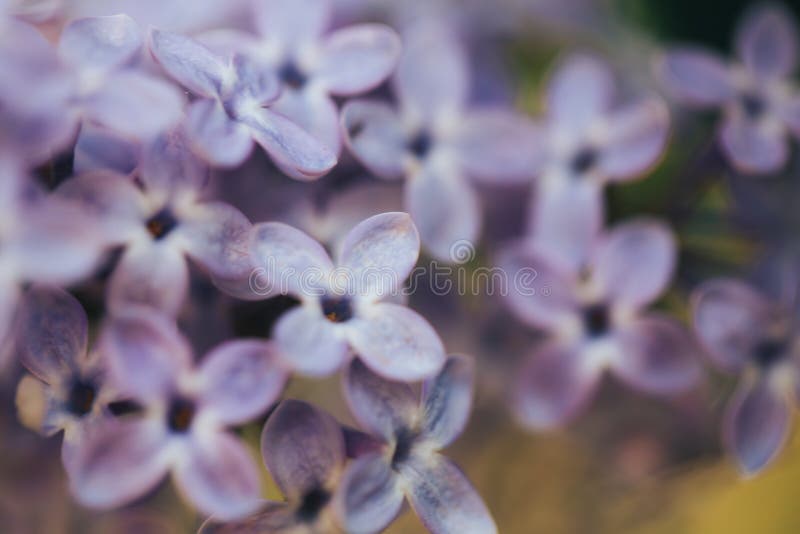 Vacker lilac bloom naturens bakgrund Makrofotografi av blommor royaltyfri foto