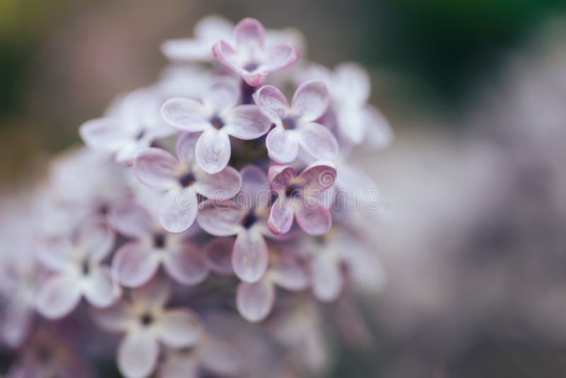 Vacker lilac bloom naturförnyelse Bakgrundsmakrofotografi av blommor royaltyfri foto