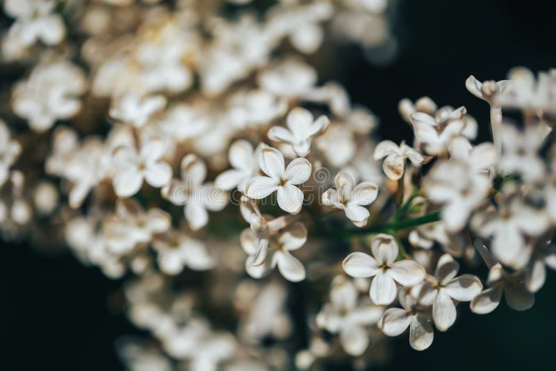 Vacker lilac bloom naturförnyelse Bakgrundsmakrofotografi av blommor royaltyfri bild