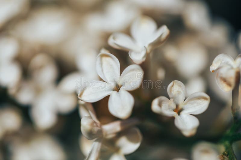 Vacker lilac bloom naturförnyelse Bakgrundsmakrofotografi av blommor royaltyfri fotografi