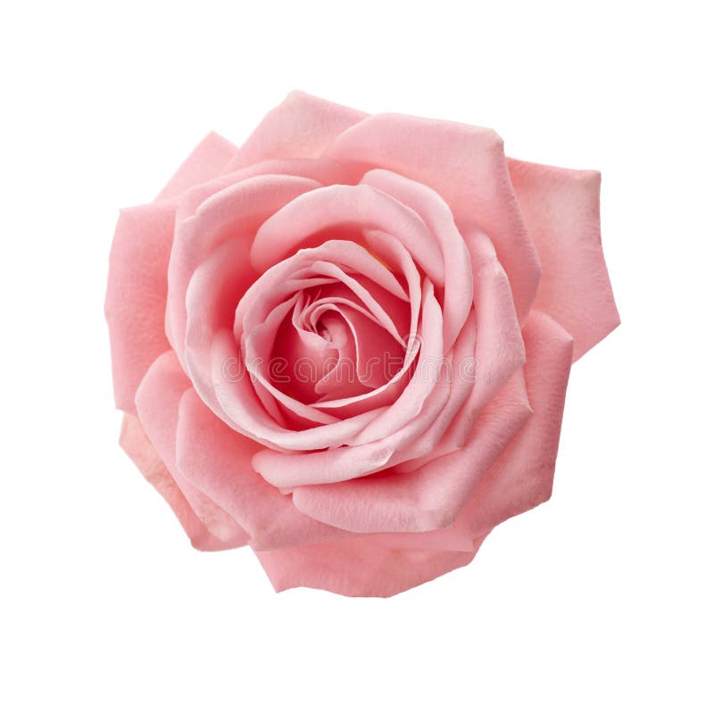 Vacker rosa ros isolerad på vit bakgrund. rosa rosenblomma royaltyfria bilder