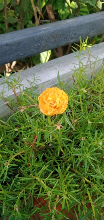 Vackert rosenmossa i mitt växthus royaltyfria foton