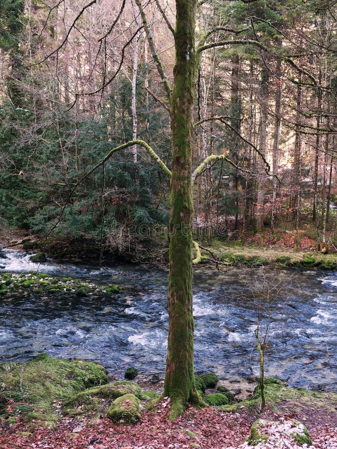 Vacker skog och orbfloden i vintervallorbe i Schweiz. Stenar och trunkar är täckta med gröna mossar och snön finns kvar på flodbanken.
