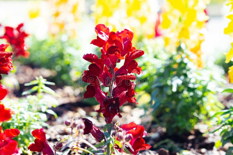 Vacker snapdragon-blomma. Vacker ögonblicksbild av blomman i en trädgård
