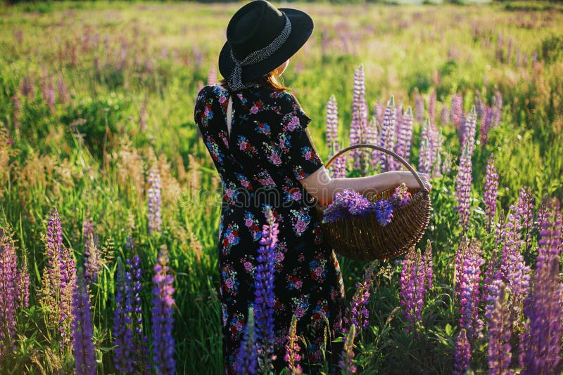 Vacker, stilig kvinna som samlar lupin korgen i solig fältskorpa. lugnt atmosfärmoment. Unga hondjur i årgångsdräktighet och hatt-lindring på sommarängar på landsbygden.