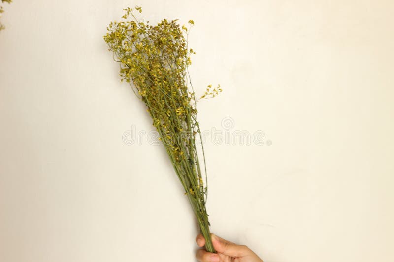 Vacker, torkad, Rustic Aesthetic royaltyfri foto