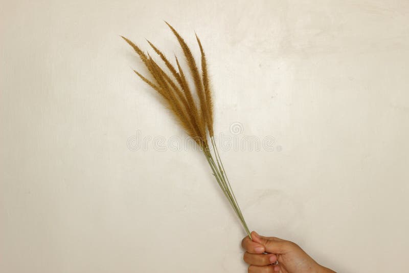 Vacker, torkad, Rustic Aesthetic arkivfoton