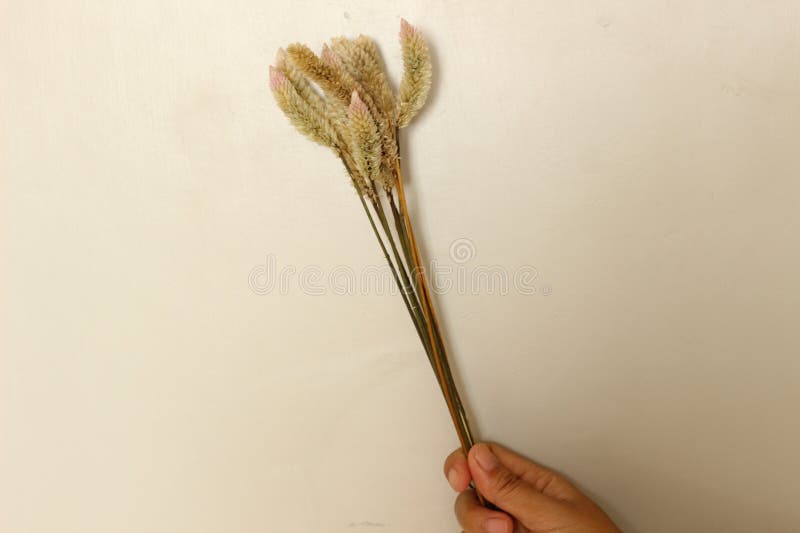 Vacker, torkad, Rustic Aesthetic royaltyfri foto