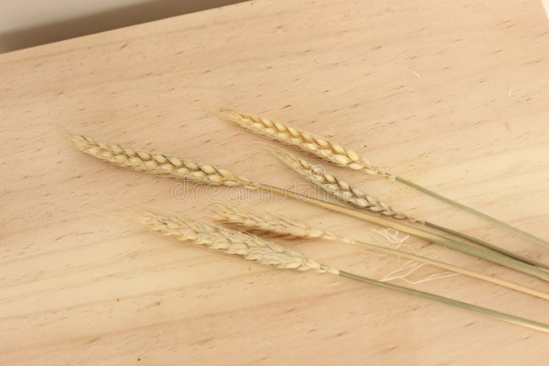 Vacker, torkad, Rustic Aesthetic royaltyfri bild