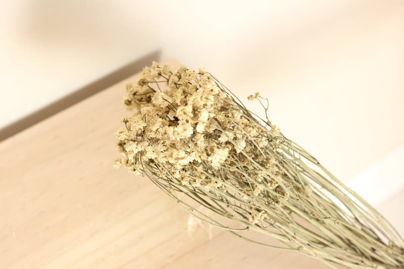 Vacker, torkad, Rustic Aesthetic royaltyfri fotografi