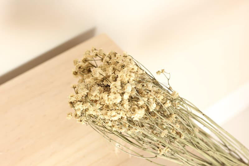 Vacker, torkad, Rustic Aesthetic royaltyfria bilder