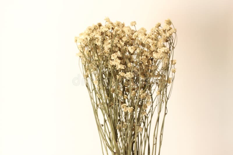 Vacker, torkad, Rustic Aesthetic royaltyfri foto