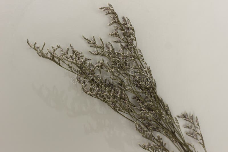 Vacker, torkad, Rustic Aesthetic arkivbilder