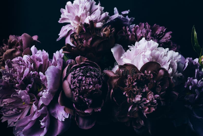 Vacker violett peonies bouquet på svart. bakgrund. naturliga blommor royaltyfri fotografi