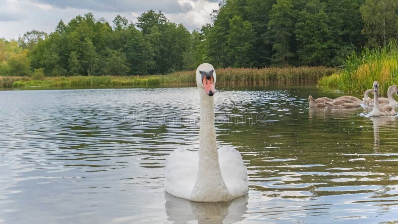 Vacker vit svan med röd beak flytande på sjön.