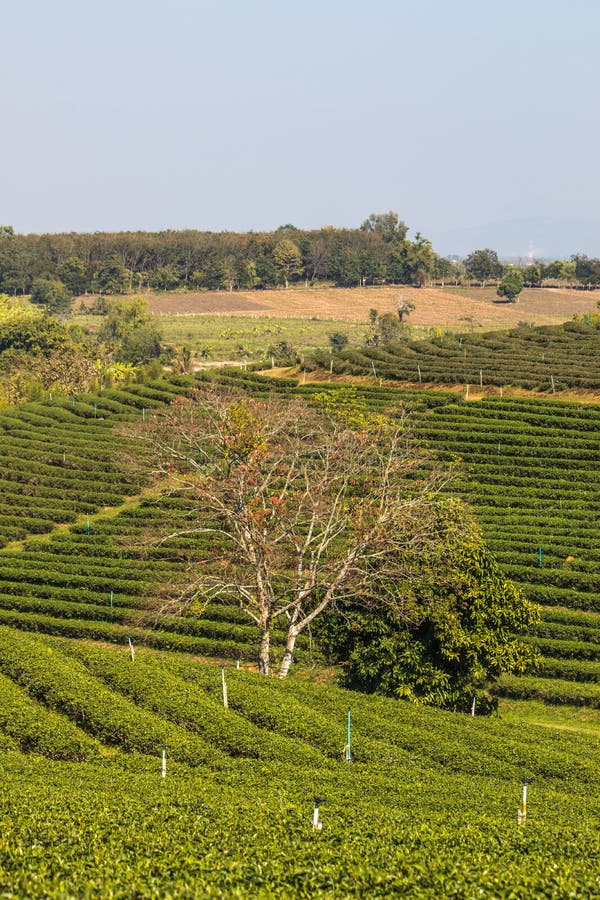 For half a century, Choui Fong Tea has been well-known for the highest quality traditional teas cultivated in its own gardens in Chiang Rai – the agricultural center in the kingdom of Thailand. For half a century, Choui Fong Tea has been well-known for the highest quality traditional teas cultivated in its own gardens in Chiang Rai – the agricultural center in the kingdom of Thailand.