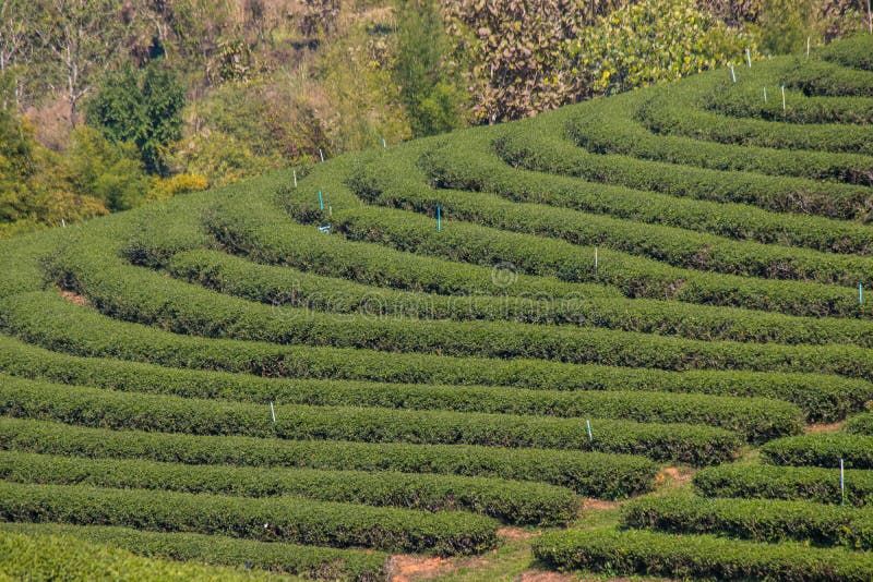 For half a century, Choui Fong Tea has been well-known for the highest quality traditional teas cultivated in its own gardens in Chiang Rai – the agricultural center in the kingdom of Thailand. For half a century, Choui Fong Tea has been well-known for the highest quality traditional teas cultivated in its own gardens in Chiang Rai – the agricultural center in the kingdom of Thailand.