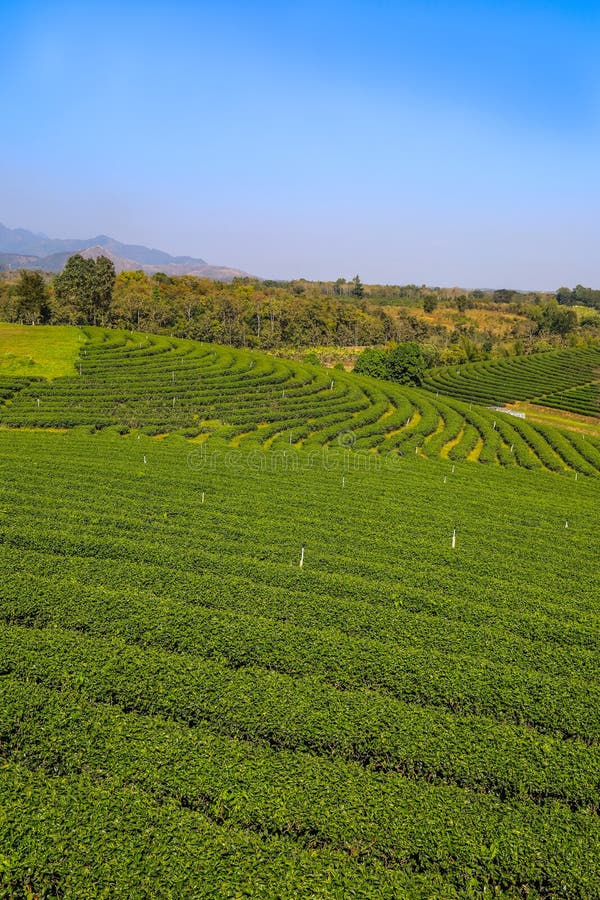 For half a century, Choui Fong Tea has been well-known for the highest quality traditional teas cultivated in its own gardens in Chiang Rai – the agricultural center in the kingdom of Thailand. For half a century, Choui Fong Tea has been well-known for the highest quality traditional teas cultivated in its own gardens in Chiang Rai – the agricultural center in the kingdom of Thailand.