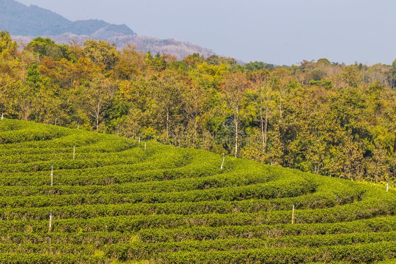 For half a century, Choui Fong Tea has been well-known for the highest quality traditional teas cultivated in its own gardens in Chiang Rai – the agricultural center in the kingdom of Thailand. For half a century, Choui Fong Tea has been well-known for the highest quality traditional teas cultivated in its own gardens in Chiang Rai – the agricultural center in the kingdom of Thailand.